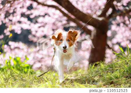 満開の桜をバックに笑顔で走るコーイケルホンディエの様子 満開の桜をバックに笑顔で走るコーイケルホンディエの様子 110512525