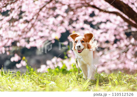 満開の桜をバックに笑顔で走るコーイケルホンディエの様子 110512526