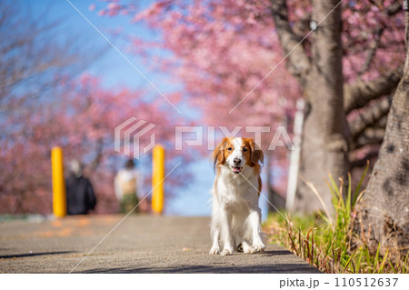 桜と青空の中笑顔で立つコーイケルホンディエの様子 桜と青空の中笑顔で立つコーイケルホンディエの様子 110512637