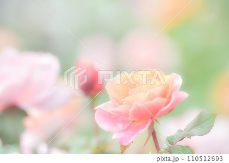 バラ バラ 110512693