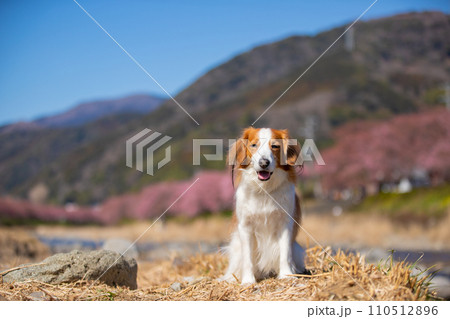桜が見える青空の下笑顔でポーズをとるコーイケルホンディエの様子 110512896