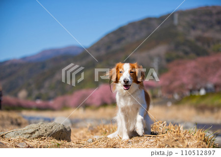 桜が見える青空の下笑顔でポーズをとるコーイケルホンディエの様子 110512897