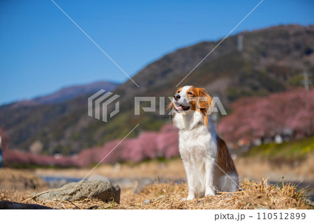 桜が見える青空の下笑顔でポーズをとるコーイケルホンディエの様子 110512899