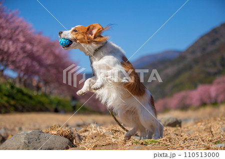 桜が見える青空の下ジャンプをしてボールキャッチするコーイケルホンディエ 110513000