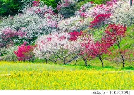 長野県阿智村 花桃の里 菜の花と花桃 長野県阿智村 花桃の里 菜の花と花桃 110513092