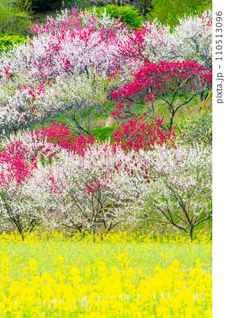 長野県阿智村 花桃の里　菜の花と花桃 110513096