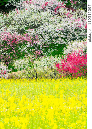 長野県阿智村 花桃の里　菜の花と花桃 110513097