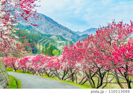 長野県阿智村　ピンクに染まる花桃の里 110513099
