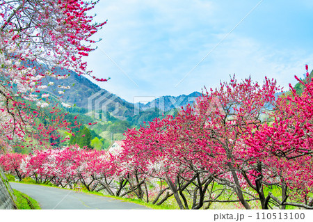 長野県阿智村 ピンクに染まる花桃の里 長野県阿智村 ピンクに染まる花桃の里 110513100