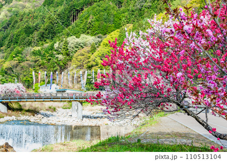 長野県阿智村　ピンクに染まる花桃の里 110513104