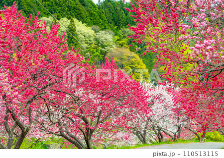 長野県阿智村 ピンクに染まる花桃の里 長野県阿智村 ピンクに染まる花桃の里 110513115
