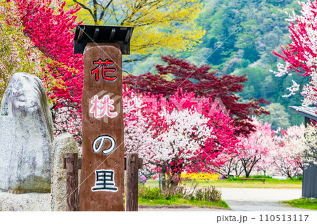 長野県阿智村　ピンクに染まる花桃の里 110513117