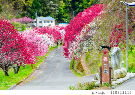 長野県阿智村 ピンクに染まる花桃の里 長野県阿智村 ピンクに染まる花桃の里 110513119