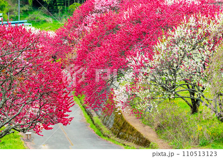 長野県阿智村 ピンクに染まる花桃の里 長野県阿智村 ピンクに染まる花桃の里 110513123