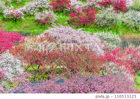 長野県阿智村　ピンクに染まる花桃の里 110513125