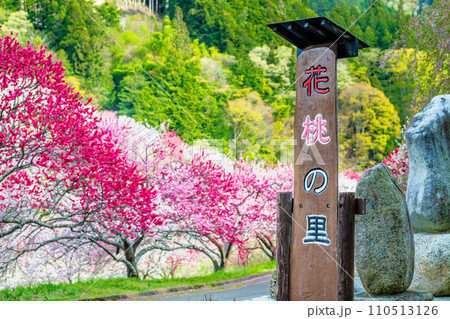 長野県阿智村　ピンクに染まる花桃の里 110513126