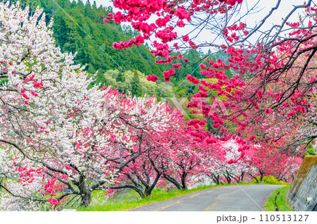 長野県阿智村 ピンクに染まる花桃の里 長野県阿智村 ピンクに染まる花桃の里 110513127