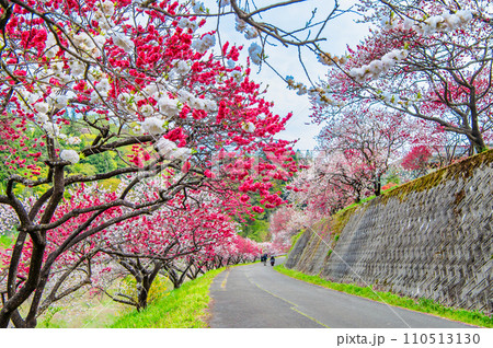 長野県阿智村 ピンクに染まる花桃の里 長野県阿智村 ピンクに染まる花桃の里 110513130
