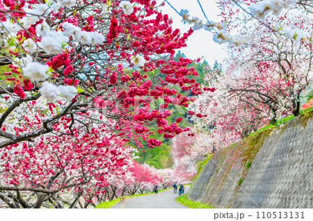 長野県阿智村 ピンクに染まる花桃の里 長野県阿智村 ピンクに染まる花桃の里 110513131