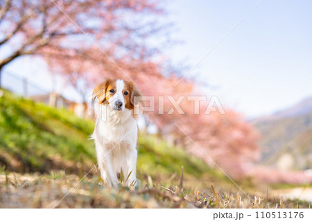 桜が見える青空の下で立つコーイケルホンディエ 桜が見える青空の下で立つコーイケルホンディエ 110513176
