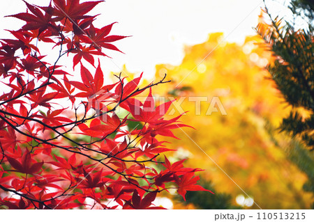 札幌10月秋の風景　黄色く染まった樹木を背景に赤い紅葉の対比が美しい 110513215