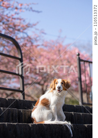 桜と青空の下階段でお座りをする笑顔のコーイケルホンディエ 桜と青空の下階段でお座りをする笑顔のコーイケルホンディエ 110513372