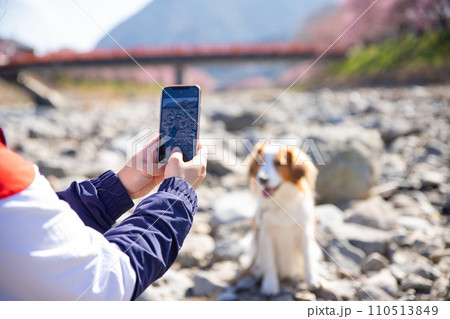 愛犬の写真を撮る飼い主の携帯電話 愛犬の写真を撮る飼い主の携帯電話 110513849