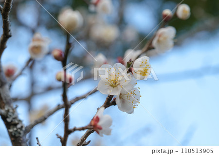 白い梅の花 110513905