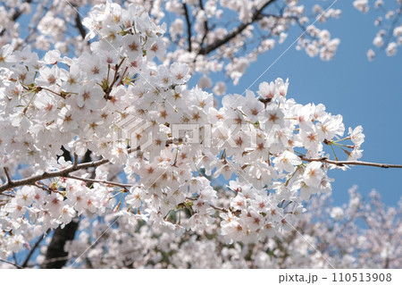見上げた桜 110513908