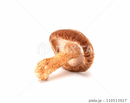Fresh shiitake mushroom isolated on white background 110513927