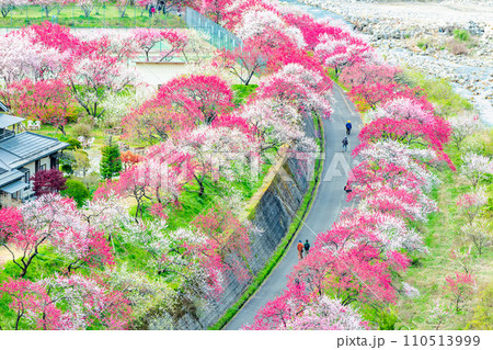 長野県阿智村 ピンクに染まる花桃の里 長野県阿智村 ピンクに染まる花桃の里 110513999