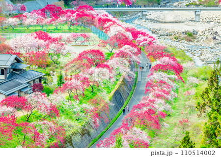 長野県阿智村 ピンクに染まる花桃の里 長野県阿智村 ピンクに染まる花桃の里 110514002