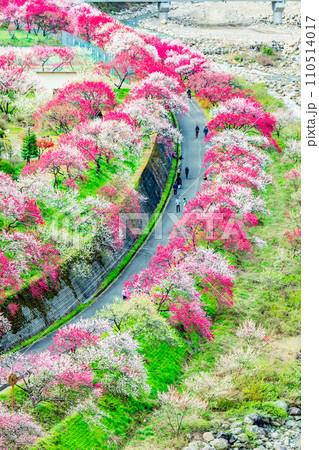 長野県阿智村 ピンクに染まる花桃の里 長野県阿智村 ピンクに染まる花桃の里 110514017