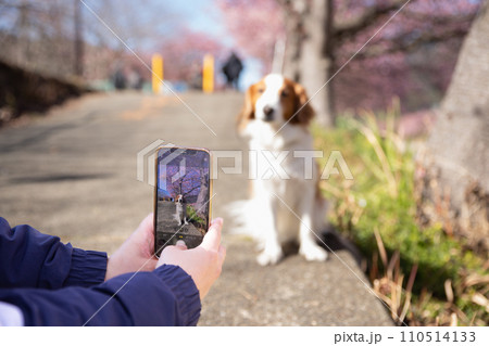 カメラで愛犬の写真を撮る飼い主の様子 カメラで愛犬の写真を撮る飼い主の様子 110514133