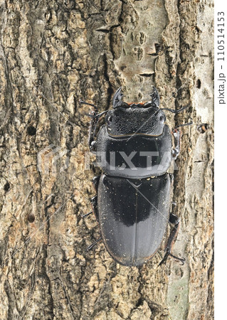 スマトラオオヒラタクワガタ 110514153