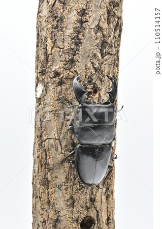 スマトラオオヒラタクワガタ 110514157