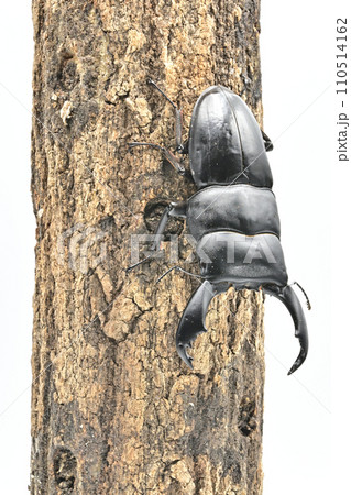 スマトラオオヒラタクワガタ 110514162