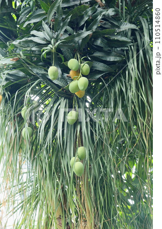 マンゴーの実 マンゴーの実 110514860