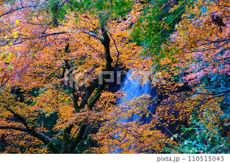 岐阜県養老公園の紅葉 岐阜県養老公園の紅葉 110515043