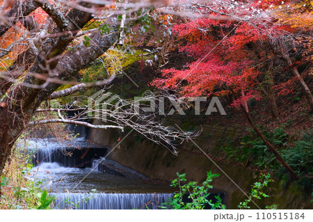 豊田市小原の四季桜と紅葉 110515184