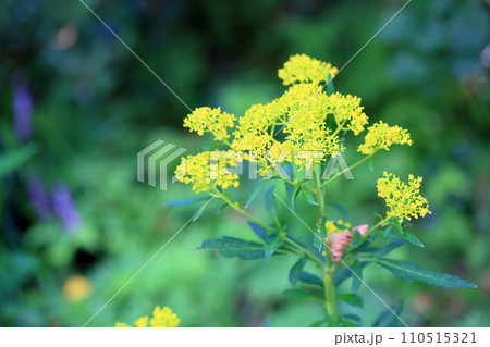 ハマオミナエシの花 110515321