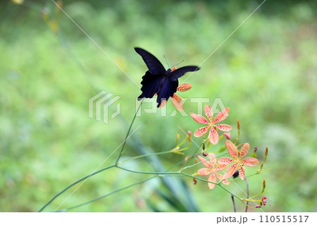 ヒオウギの花 110515517