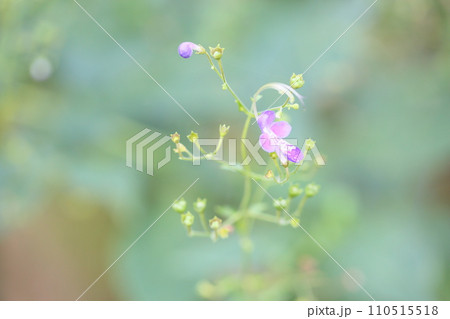 カリガネソウの花 110515518