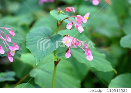 シユウカイドウの花 110515523