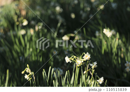 神奈川県三浦市城ヶ島のスイセン（早春） 110515839