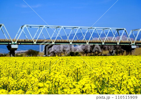 満開の菜の花畑 110515909