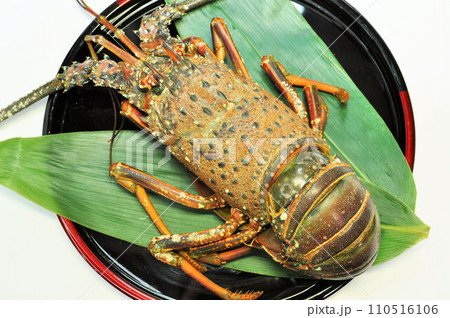 三重県産の伊勢海老 三重県産の伊勢海老 110516106