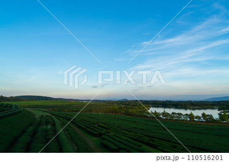 tea plantation on mountain in morning tea plantation on mountain in morning 110516201