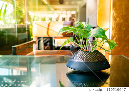 Spotted betel in pot on table 110516647