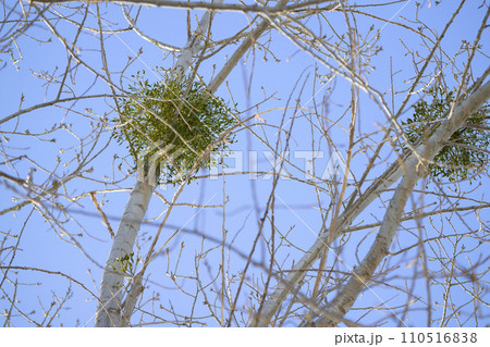 ヤドリギ ヤドリギ 110516838